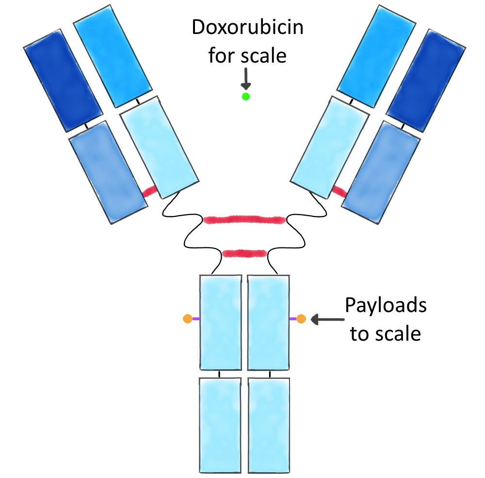 Diagram of an ADC with payloads and doxorubicin scaled to approximate size based on mAb