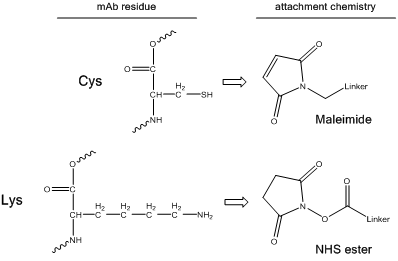 Common attachment chemistries to cysteine and lysine residues