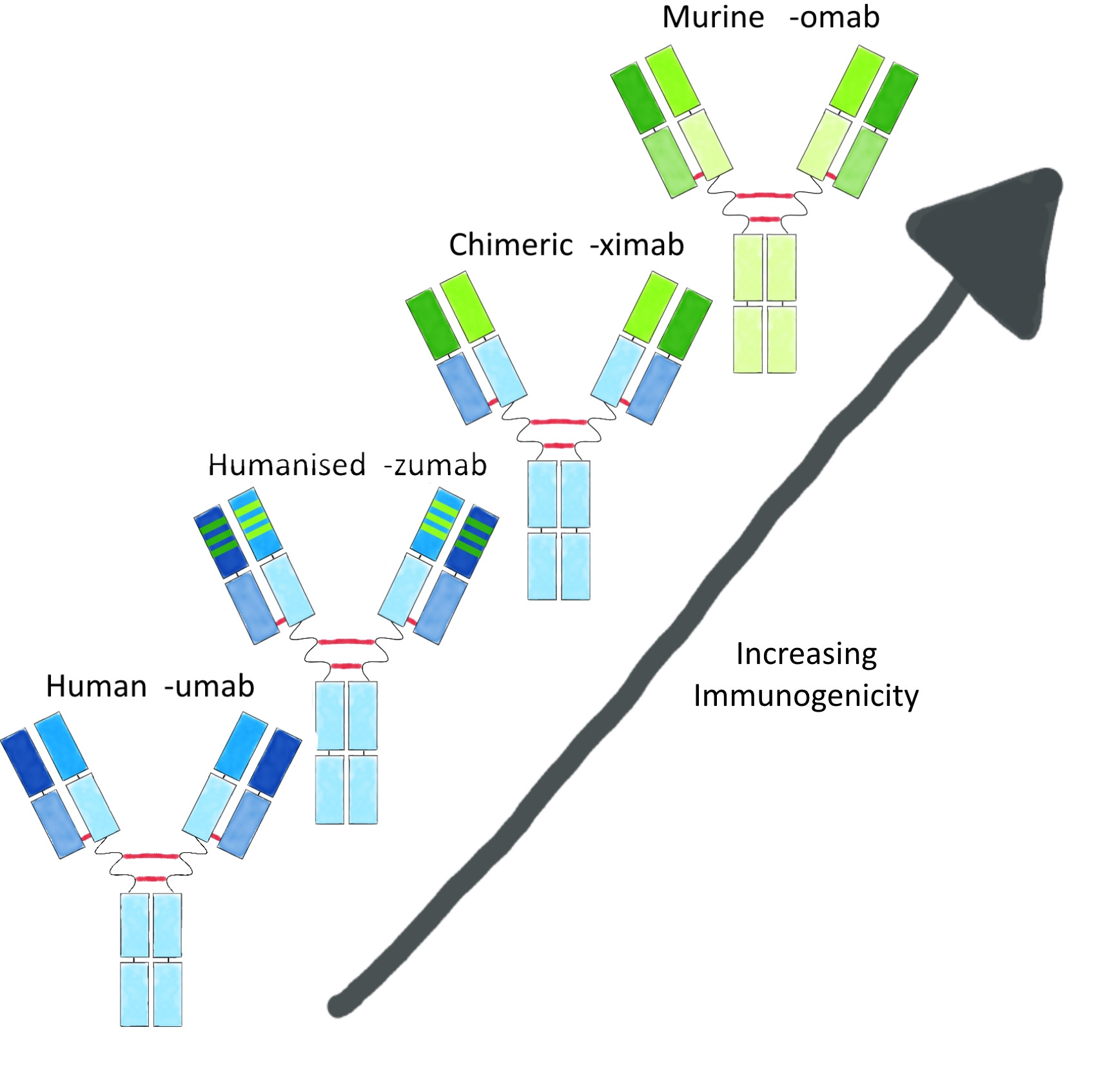 Ascending from left to right, increasing murine sequence content in a mAb, from fully human to fully murine