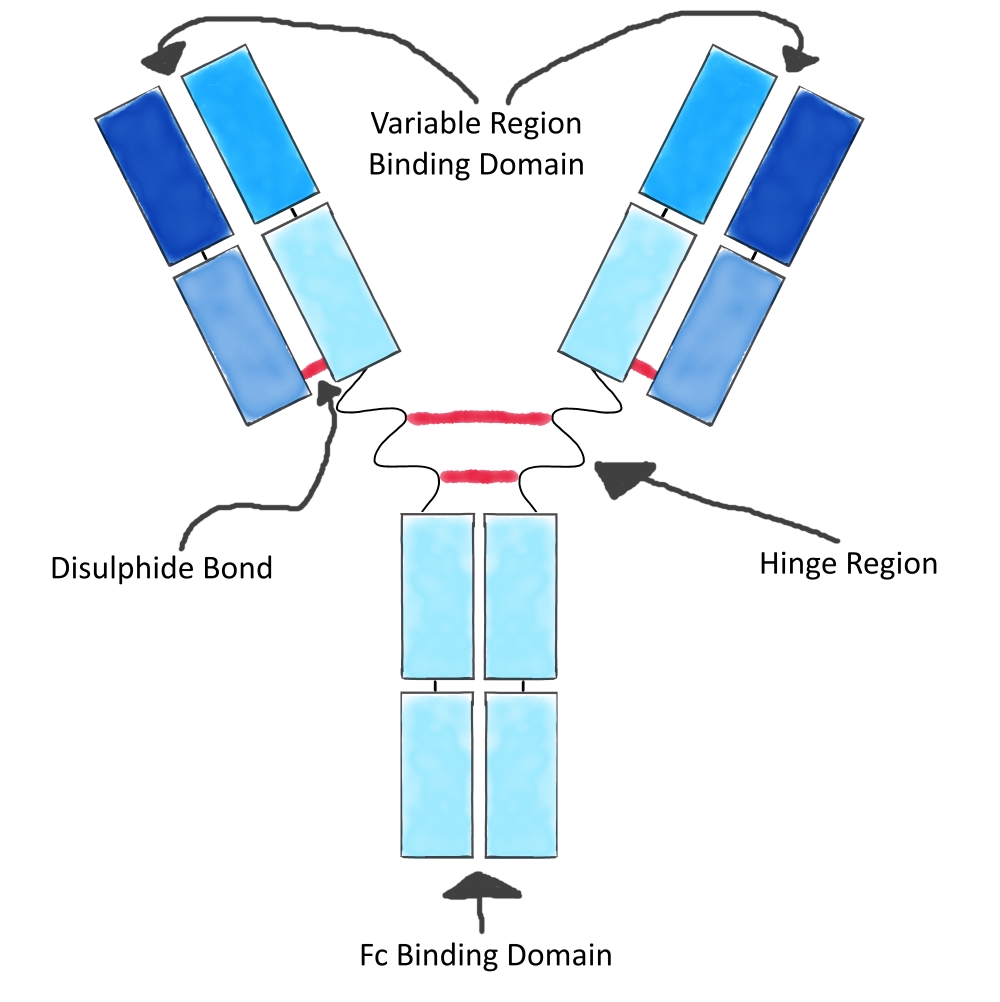 Diagram showing the binding domains of an IgG isotype antibody