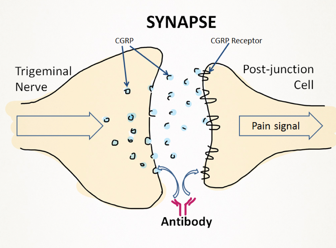 Diagram of a synapse, showing how antibodies can sit between the trigeminal nerve and the post-junction cell