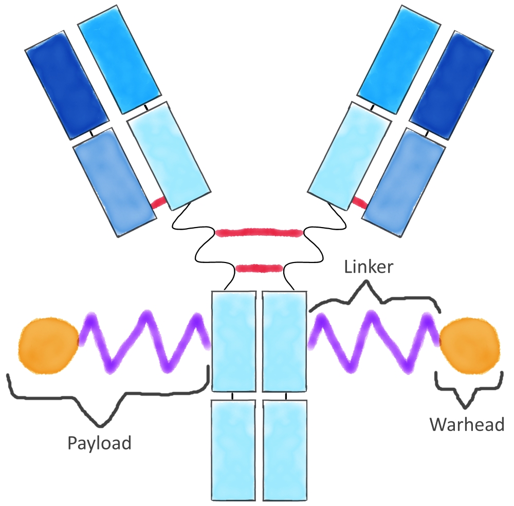 Diagram showing how payloads are attached to an antibody