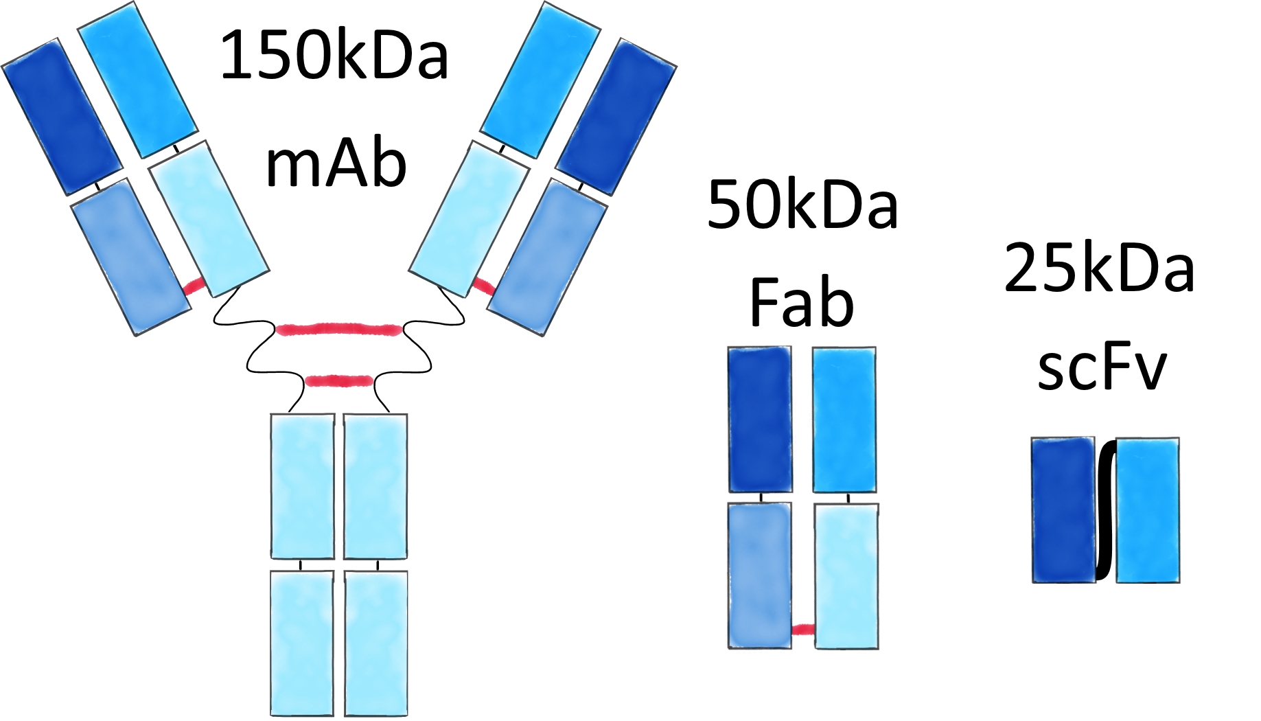Diagram showing a size and structure comparison of mAb, Fab and scFv